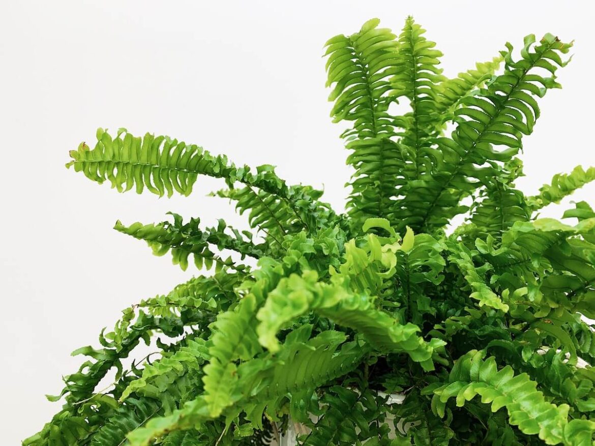 波士頓腎蕨近照