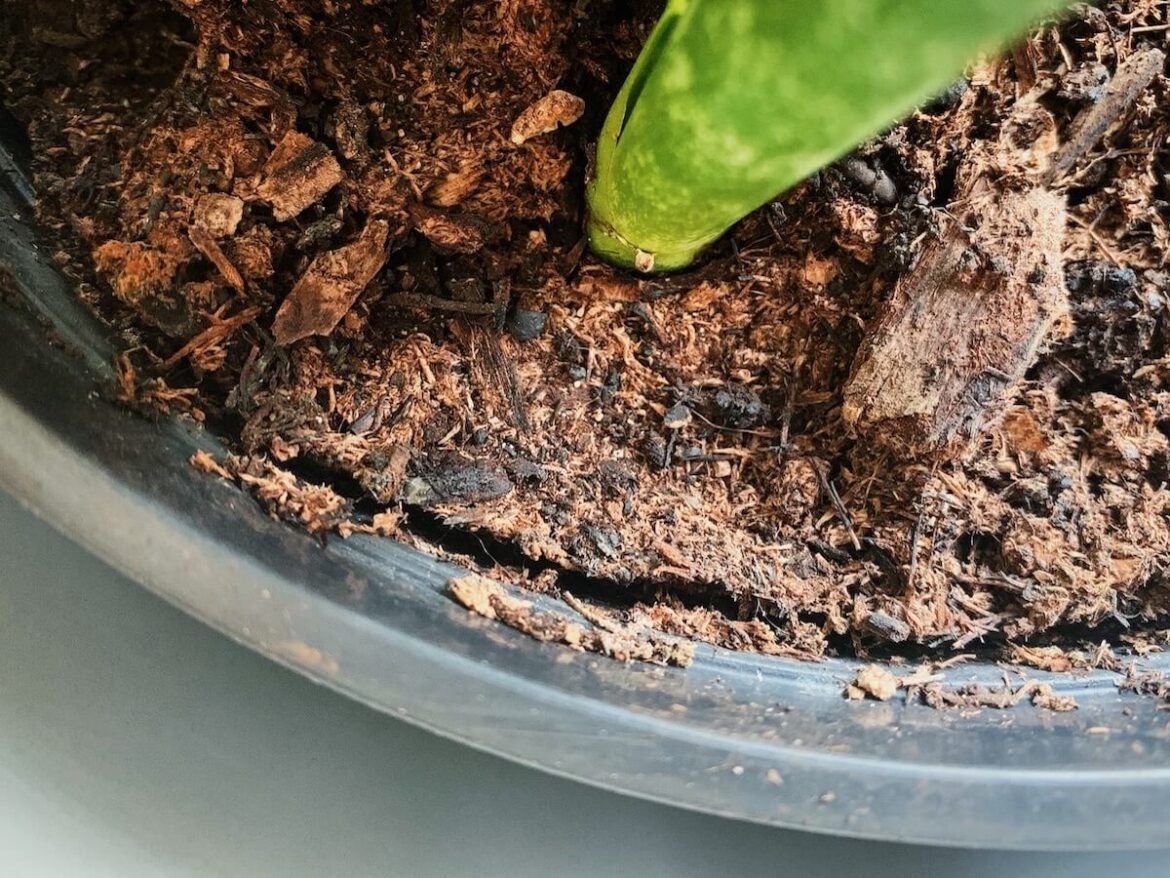 土壤過於乾燥產生死亡裂縫