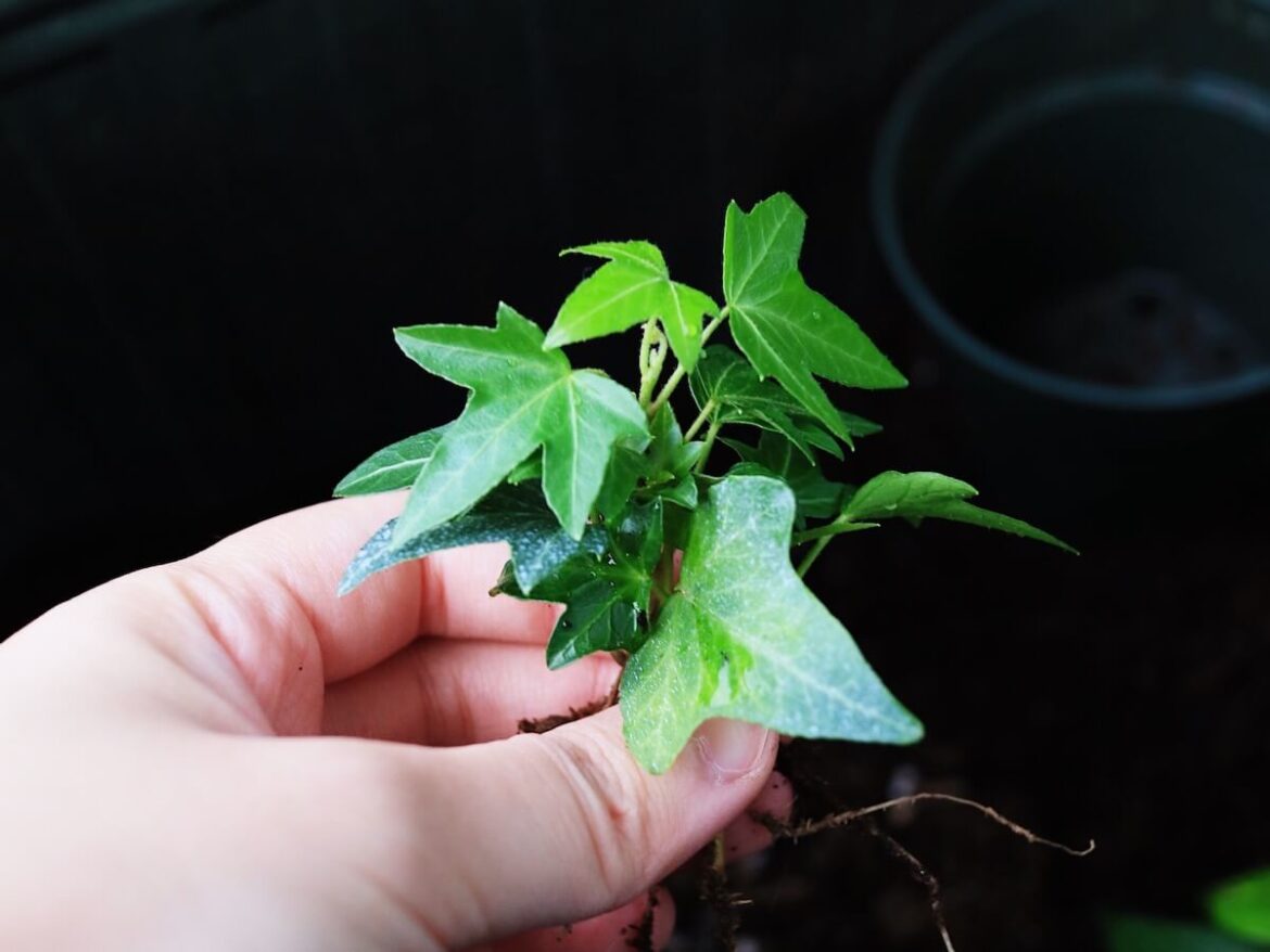 Ivy Plant