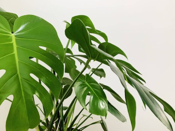龜背芋近照