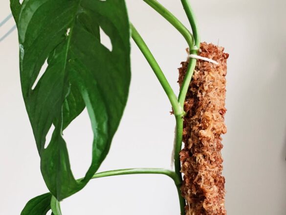 自製水苔棒