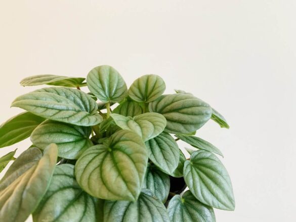 皺葉椒草近照