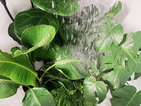 替植物沖澡五大好處
